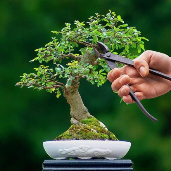 Bonsai ág vágó fogó GT298