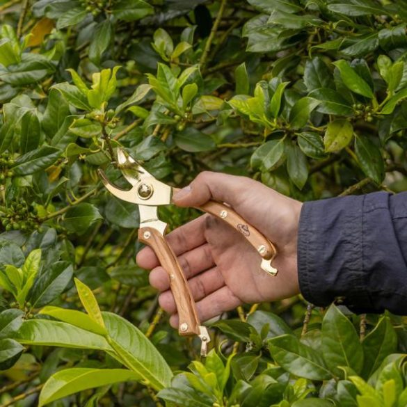 Rozsdamentes acél metszőolló, kőrisfa nyéllel, arany színű, 20 cm GT311