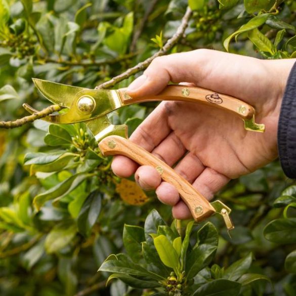 Rozsdamentes acél metszőolló, kőrisfa nyéllel, arany színű, 20 cm GT311